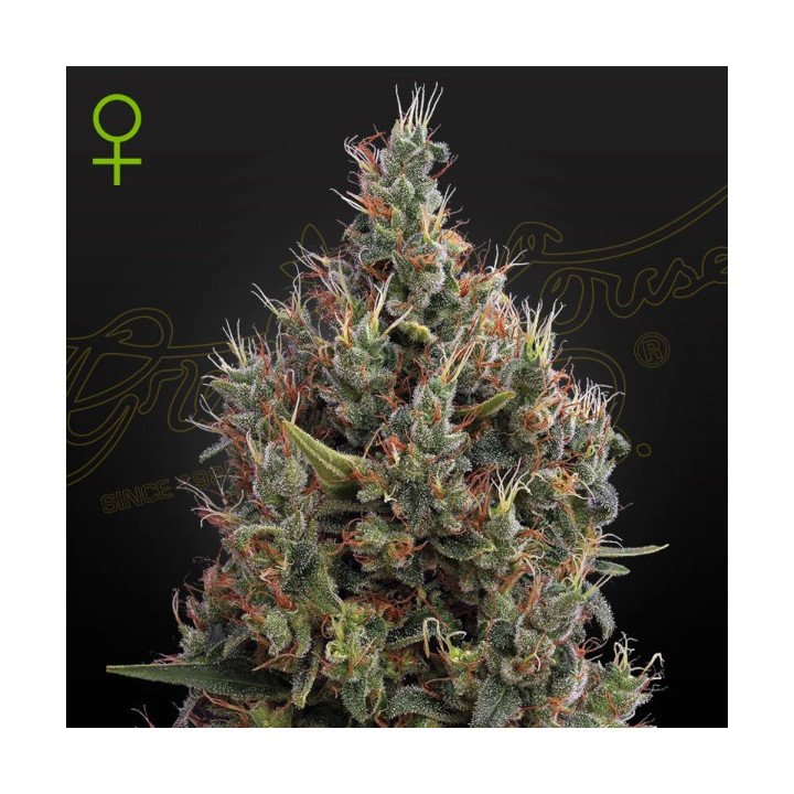 Semillas Autoflorecientes Big Bang Auto de Green House