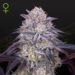 Semillas Autoflorecientes Kings Juice Auto de Green House