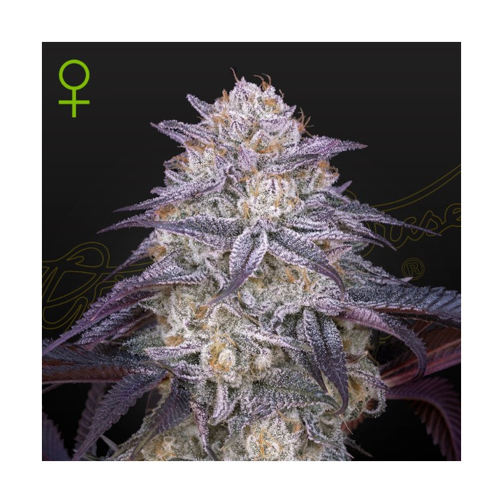 Semillas Autoflorecientes Kings Juice Auto de Green House