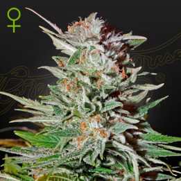 Semillas Autoflorecientes Super Lemon Haze Auto de Green House