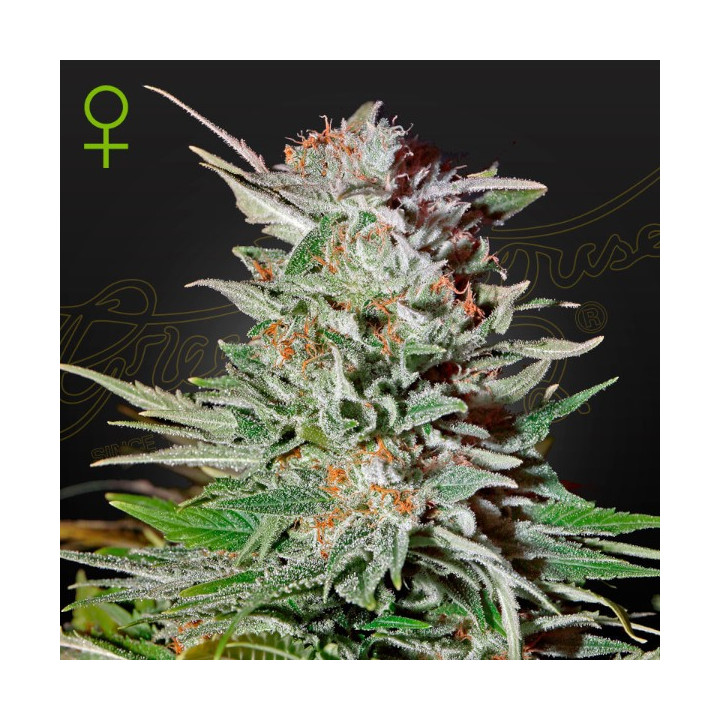 Semillas Autoflorecientes Super Lemon Haze Auto de Green House