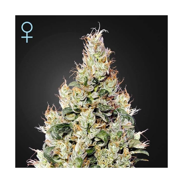 Semillas Autoflorecientes Exodus Cheese Auto de Green House