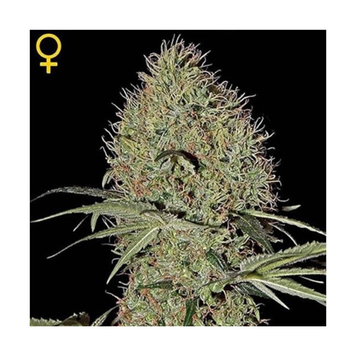 Semillas Autoflorecientes Super Bud Auto de Green House