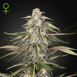 Semillas Autoflorecientes Green-o-matic Auto de Green House