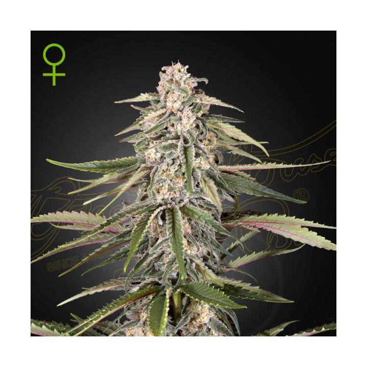 Semillas Autoflorecientes Green-o-matic Auto de Green House