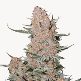 Semillas autoflorecientes Ztrawberriez Auto de Fastbuds Seeds