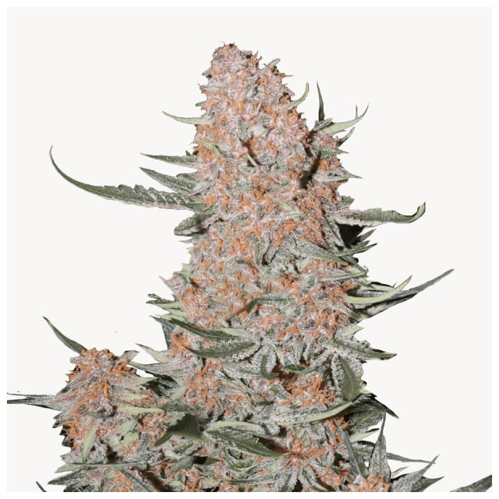 Semillas autoflorecientes Ztrawberriez Auto de Fastbuds Seeds