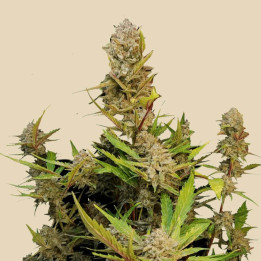 Semillas autoflorecientes Apricot Auto de Fastbuds Seeds