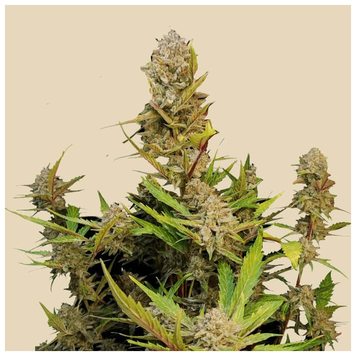 Semillas autoflorecientes Apricot Auto de Fastbuds Seeds