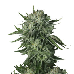 Semillas autoflorecientes Moby Dick Auto de Fastbuds Seeds