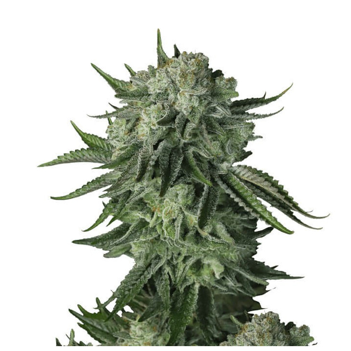 Semillas autoflorecientes Moby Dick Auto de Fastbuds Seeds