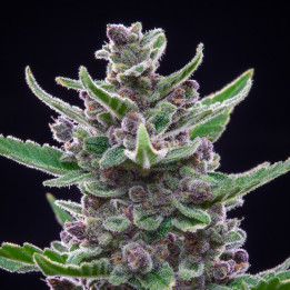 Semillas autoflorecientes Tropicanna Cookies Auto de Fastbuds Seeds
