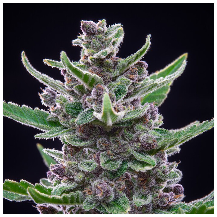 Semillas autoflorecientes Tropicanna Cookies Auto de Fastbuds Seeds