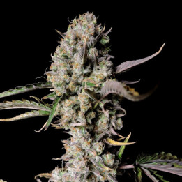 Semillas autoflorecientes Gorilla Zkittlez Auto de Fastbuds Seeds