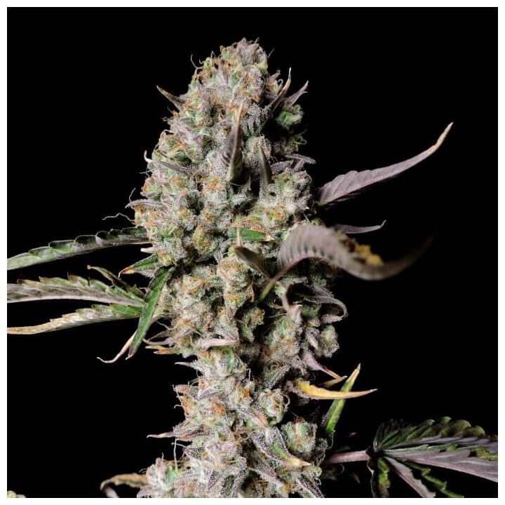 Semillas autoflorecientes Gorilla Zkittlez Auto de Fastbuds Seeds