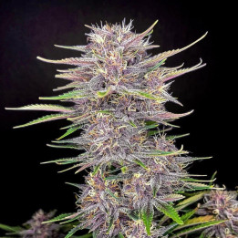 Semillas autoflorecientes Banana Purple Punch Auto de Fastbuds Seeds