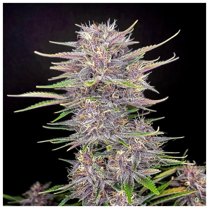 Semillas autoflorecientes Banana Purple Punch Auto de Fastbuds Seeds