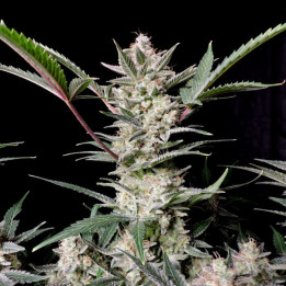 Semillas autoflorecientes Strawberry Gorilla Auto de Fastbuds Seeds