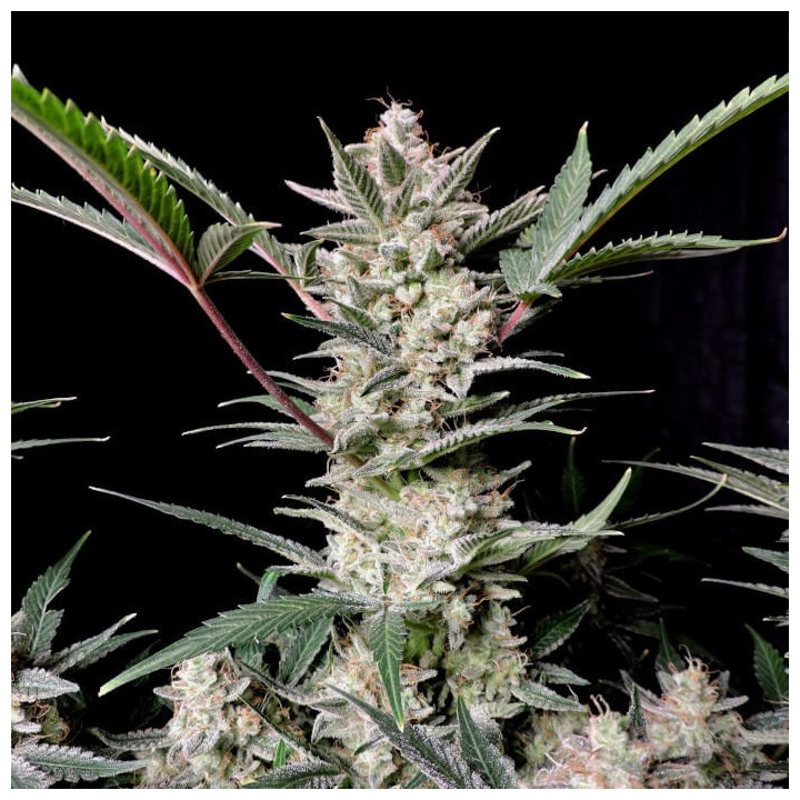 Semillas autoflorecientes Strawberry Gorilla Auto de Fastbuds Seeds