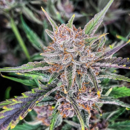 Semillas autoflorecientes Gorilla Punch Auto de Fastbuds Seeds
