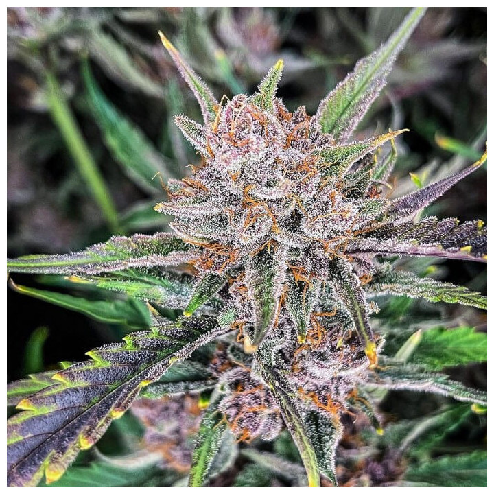 Semillas autoflorecientes Gorilla Punch Auto de Fastbuds Seeds