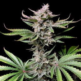 Semillas autoflorecientes Cherry Cola Auto de Fastbuds Seeds