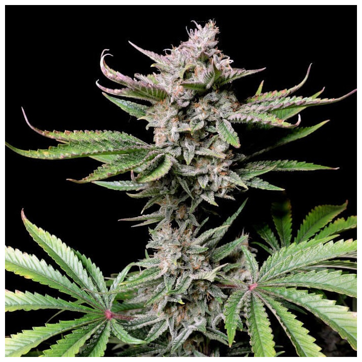 Semillas autoflorecientes Cherry Cola Auto de Fastbuds Seeds
