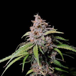 Semillas autoflorecientes Amnesia Zkittlez Auto de Fastbuds Seeds