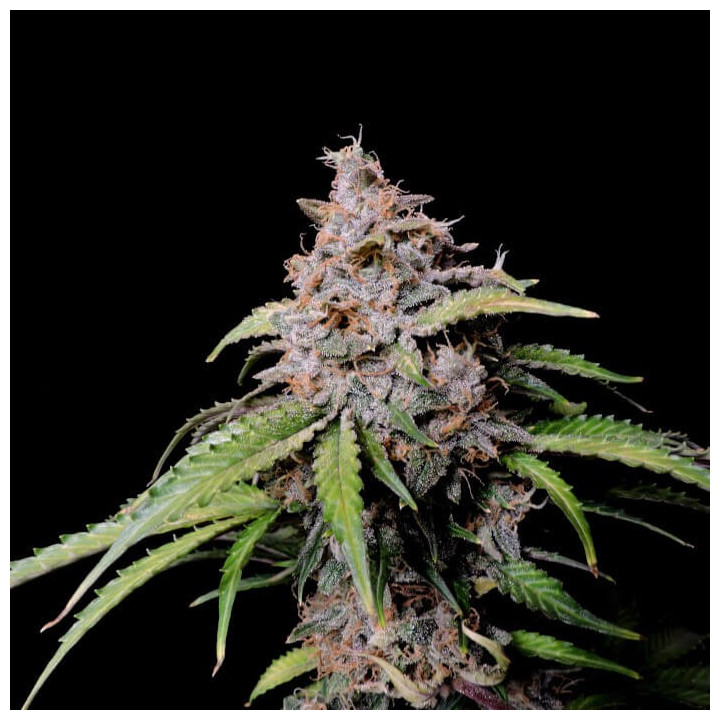 Semillas autoflorecientes Amnesia Zkittlez Auto de Fastbuds Seeds