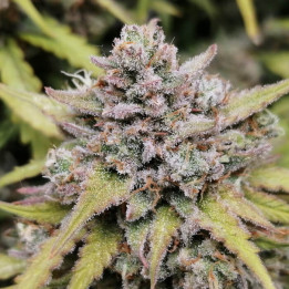 Semillas autoflorecientes Amnesia Haze Auto de Fastbuds Seeds