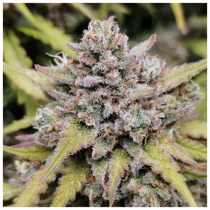 Semillas autoflorecientes Amnesia Haze Auto de Fastbuds Seeds