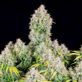 Semillas autoflorecientes Cinderella Auto de Fastbuds Seeds