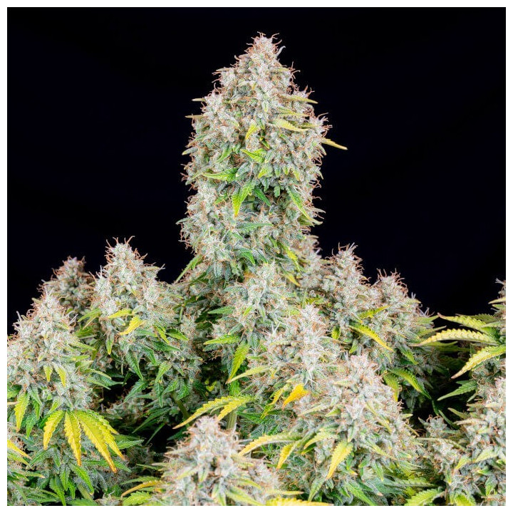 Semillas autoflorecientes Cinderella Auto de Fastbuds Seeds