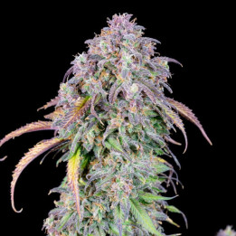 Semillas autoflorecientes Blueberry Auto de Fastbuds Seeds