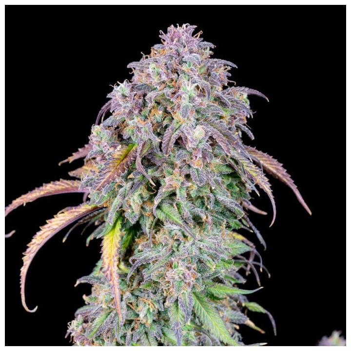 Semillas autoflorecientes Blueberry Auto de Fastbuds Seeds