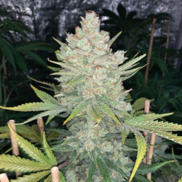 Semillas autoflorecientes Og Kush Auto de Fastbuds Seeds