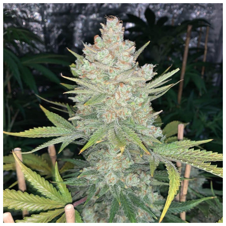 Semillas autoflorecientes Og Kush Auto de Fastbuds Seeds