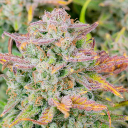 Semillas autoflorecientes Trainwreck Auto de Fastbuds Seeds