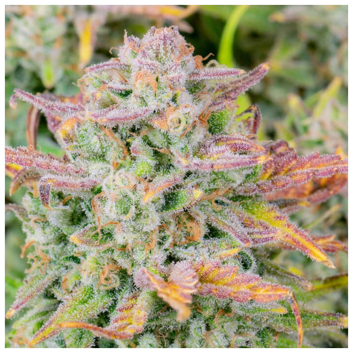 Semillas autoflorecientes Trainwreck Auto de Fastbuds Seeds