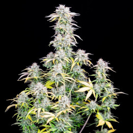 Semillas autoflorecientes Big Bud Auto de Fastbuds Seeds