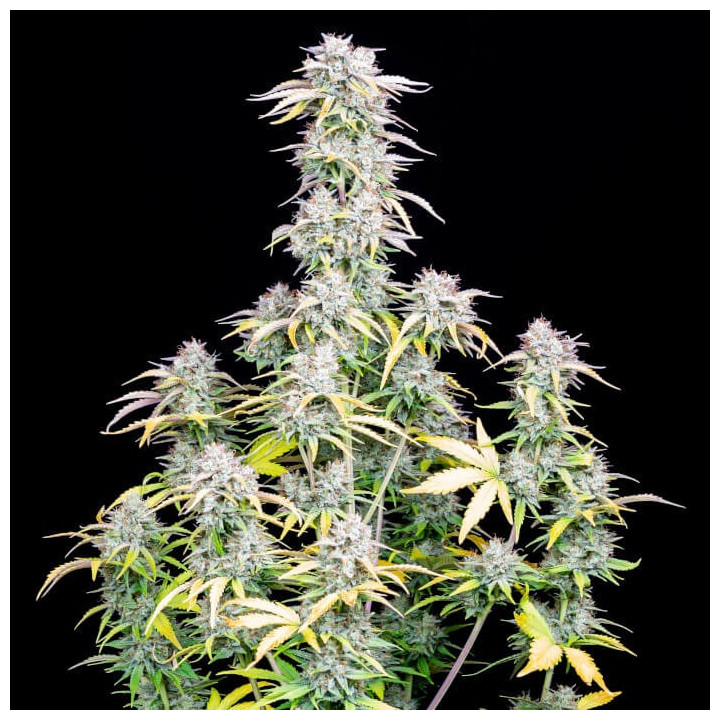 Semillas autoflorecientes Big Bud Auto de Fastbuds Seeds