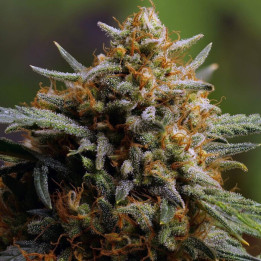 Semillas autoflorecientes Northern Lights Auto de Fastbuds Seeds