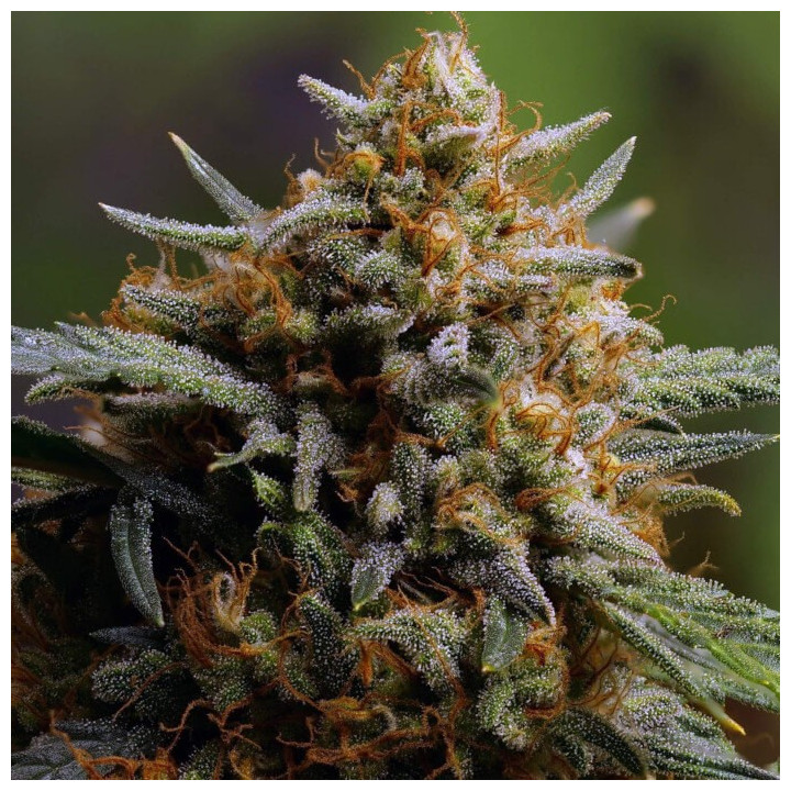 Semillas autoflorecientes Northern Lights Auto de Fastbuds Seeds