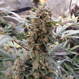 Semillas autoflorecientes Bubblegum Auto de Fastbuds Seeds