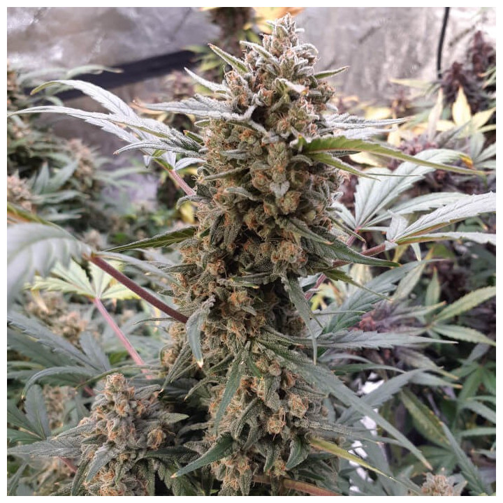 Semillas autoflorecientes Bubblegum Auto de Fastbuds Seeds