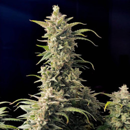 Semillas autoflorecientes AK Auto de Fastbuds Seeds