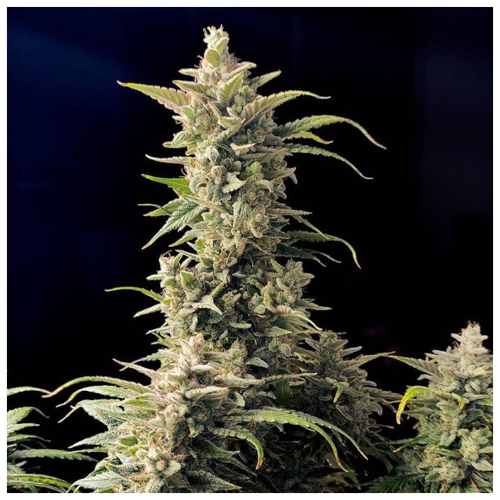 Semillas autoflorecientes AK Auto de Fastbuds Seeds