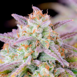 Semillas autoflorecientes Afghan Kush Auto de Fastbuds Seeds