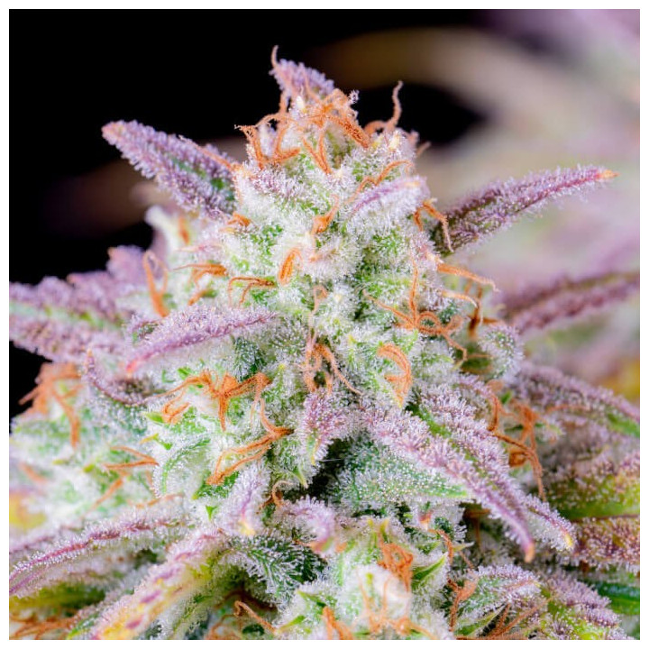 Semillas autoflorecientes Afghan Kush Auto de Fastbuds Seeds