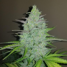 Semillas autoflorecientes Cheese Auto de Fastbuds Seeds